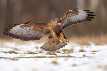Myszołów (Buteo buteo)