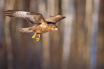 Myszołów (Buteo buteo)