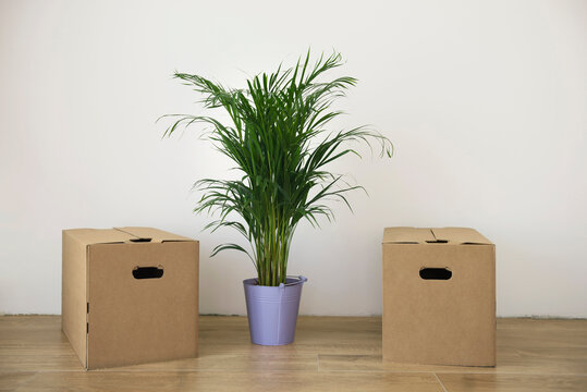 Still life room empty boxes plant new apartment