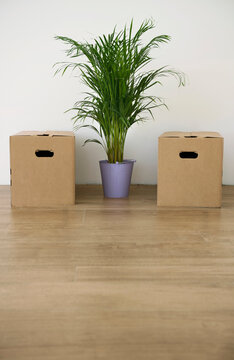 Palm tree plant pot cardboard box empty room