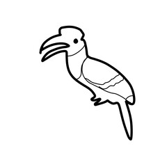 hornbill bird 