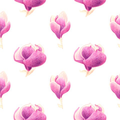 Seamless pattern of pink  magnolia flowers. Hand drawn illustration. Hand painted floral elements. Botanical natural objects on white background.