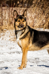 portrait of a dog. A stray dog. A mongrel dog. a dog on a walk in winter.