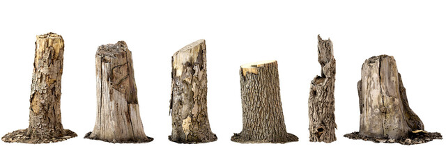 Hardwood trees stub collection cut out backgrounds 3d rendering png