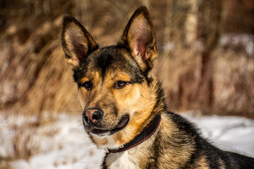 Fototapeta premium portrait of a dog. A stray dog. A mongrel dog. a dog on a walk in winter.