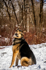 portrait of a dog. A stray dog. A mongrel dog. a dog on a walk in winter.