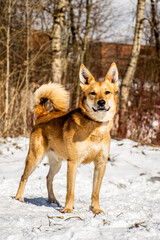 portrait of a dog. A stray dog. A mongrel dog. a dog on a walk in winter.