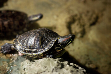 Tortoise, red eared turtler, animal closeup