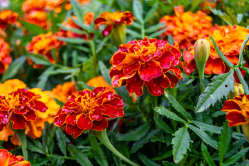 Fine wild growing flower marigold calendula on background meadow