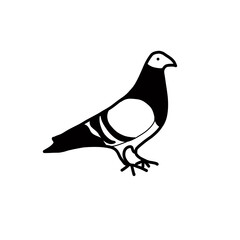 Fototapeta premium pigeon on a white background