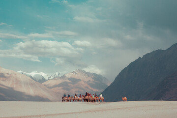 double humped camel in cold dessert