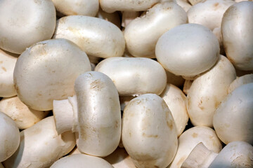 closeup of fresh white mushrooms