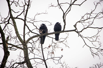 birds on a tree