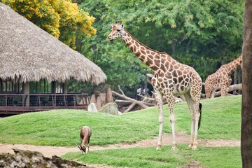 Full body shot of a giraffe from the side together with an antelope in a grassy landscape with...