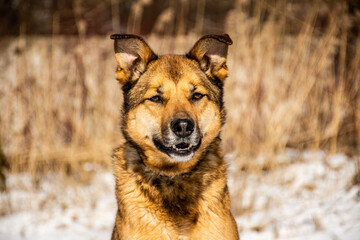 portrait of a dog. A stray dog. A mongrel dog. dog on a walk in winter