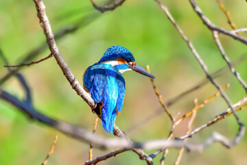 カワセミ(Kingfisher)