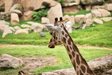 Close-up of a giraffe from the side and behind with a rocky and grassy landscape in the background.