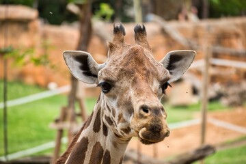 Portrait shot of giraffe from front with trees and rocks in background.