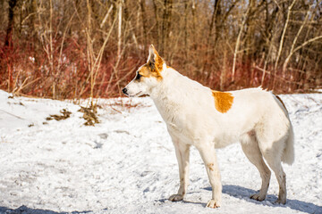portrait of a dog. A stray dog. A mongrel dog. dog on a walk in winter