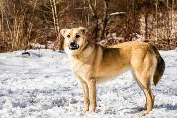 portrait of a dog. A stray dog. A mongrel dog. dog on a walk in winter