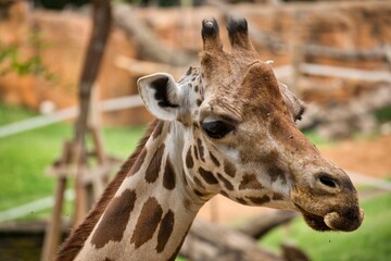 Portrait shot of a giraffe from the side with trees and rocks in the background.