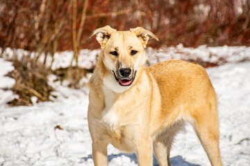 portrait of a dog. A stray dog. A mongrel dog. dog on a walk in winter