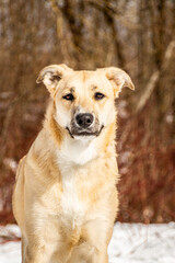 portrait of a dog. A stray dog. A mongrel dog. dog on a walk in winter