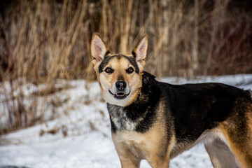 Naklejka na ściany i meble portrait of a dog. A stray dog. A mongrel dog. dog on a walk in winter