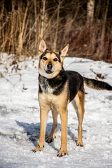 portrait of a dog. A stray dog. A mongrel dog. dog on a walk in winter
