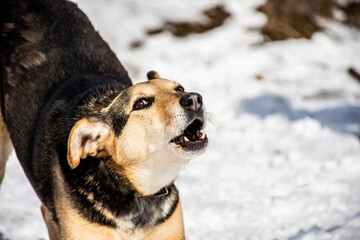 portrait of a dog. A stray dog. A mongrel dog. dog on a walk in winter
