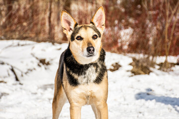 portrait of a dog. A stray dog. A mongrel dog. dog on a walk in winter