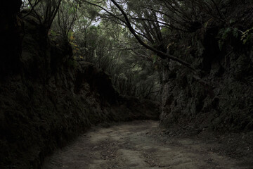 Fototapeta premium Anaga Forest Tenerife