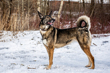 portrait of a dog. A stray dog. A mongrel dog. dog on a walk in winter