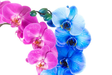Fototapeta na wymiar orchid pink blue flower with water drops