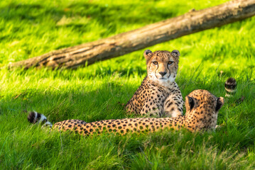 Fototapeta na wymiar A cheetah seen from the front. He lies in the grass and looks at the camera lens. One of his congeners lies at his feet and turns his back to the camera. Nice look. Beauty of nature.