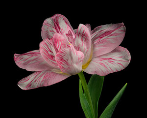 Pink-white tulip with green stem and leaves isolated on black background. Studio close-up shot.