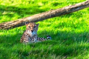 Fototapeta na wymiar cheetah in the grass. A cheetah seen from the front. He lies in the grass and looks at the camera lens. Nice look. Beauty of nature.
