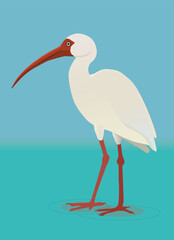 
A vector illustration of an American white ibis wading. He is walking on a wet surface. 
