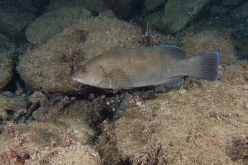 Brown wrasse or Cuckoo wrasse (Labrus merula) in Mediterranean Sea