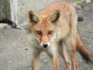 人里に現れた野生のキツネ