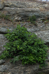 Black Sea coast. A seashore formed by frozen volcanic lava. Tectonic rocks.