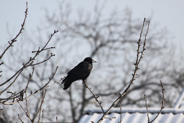 blackbird on a branch
