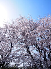 満開の桜