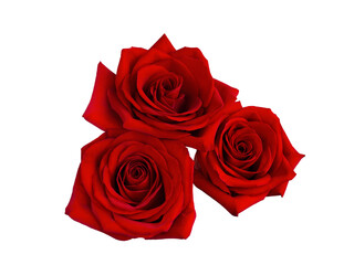 Three bright red roses on white background.