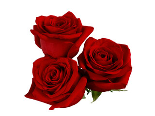 Three dark red roses on white background. - 570200291