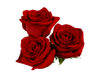 Three dark red roses on white background.