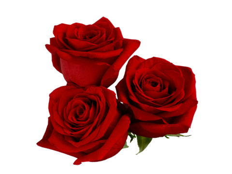 Three dark red roses on white background.