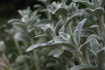 Stachys byzantina view in said