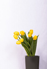 thin yellow tulips