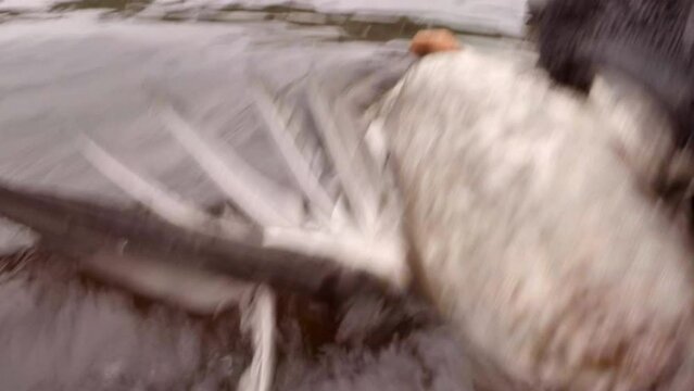 Black Labrador retrieving along the Saint Croix River with hunter.